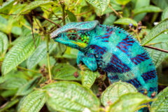 a blue and purple chameleon sits on the branch with green leaf background