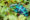 a blue and purple chameleon sits on the branch with green leaf background