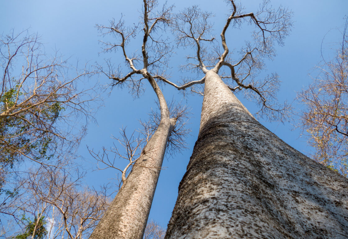 Baobab Trees in Madagascars Ankarafantsika National Park