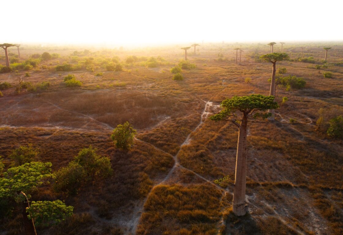 Beautiful Baobab trees at sunset at Avenue of Baobabs with wood houses of local Malagasy people in Madagascar - aerial view.