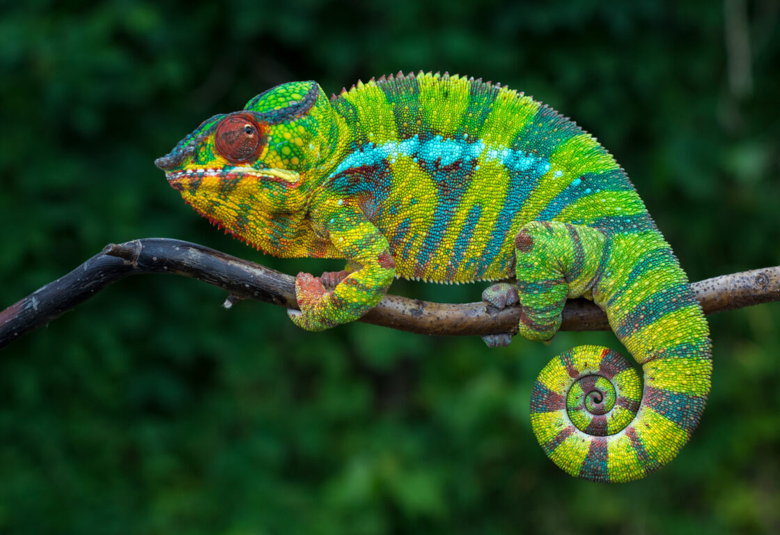 a stripy green and yellow chameleon sitting on a branch