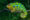 a stripy green and yellow chameleon sitting on a branch