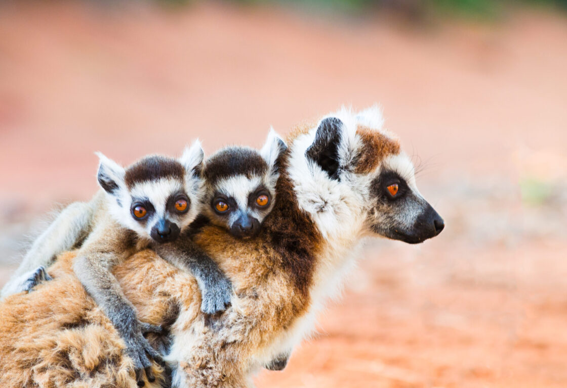 Female ringtailed lemur, Lemur catta, carrying twin babies iin Berenty reserve Madagascar