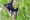 image of the Indri lemur (Indri Indri) sitting on tree in Madagascar