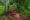 Path through the rainforest of Lokobe nature strict reserve in Madagascar, Nosy Be, Africa