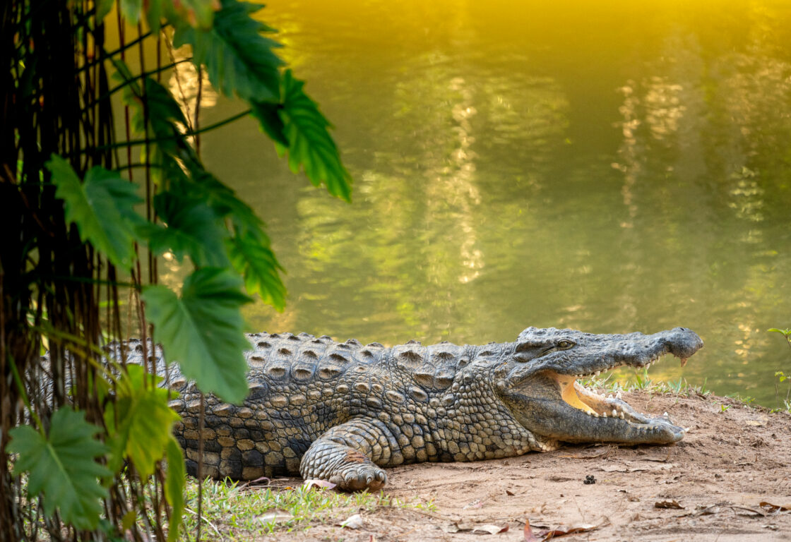 Nile crocodile with wide open mouth in madagascar forest