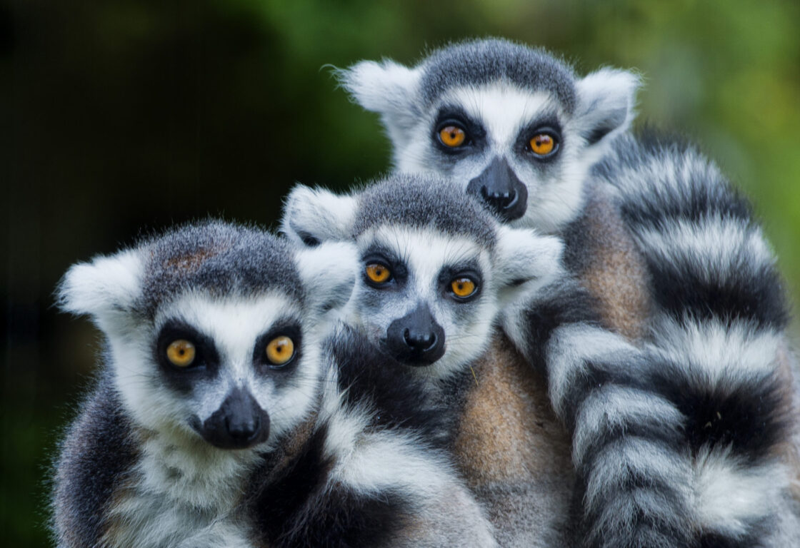 lemur monkey family on the grass