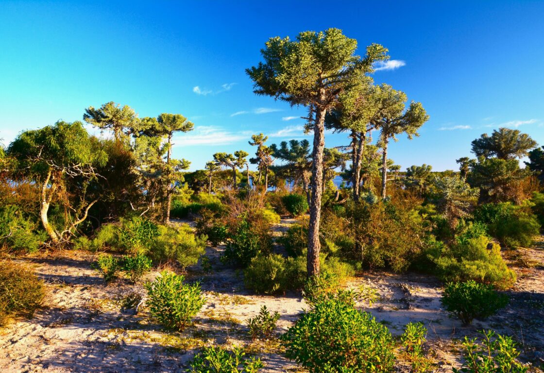 Spiny forest in the vicinity of Tsimanampetsotsa lakeshore in Tsimanampetsotsa National Park (Atsimo-Andrefana Region, south-west coast of Madagascar)