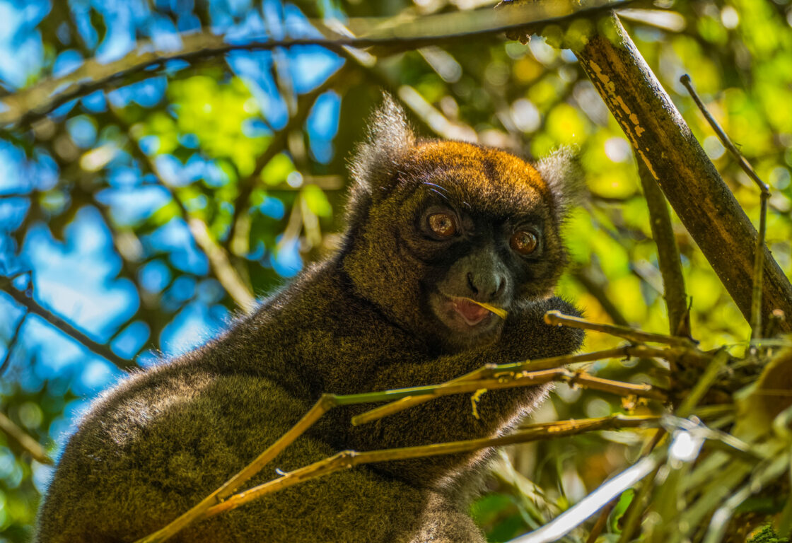 The bamboo lemur (Hapalemur aureus) in Madagascars Ranomafana National Park