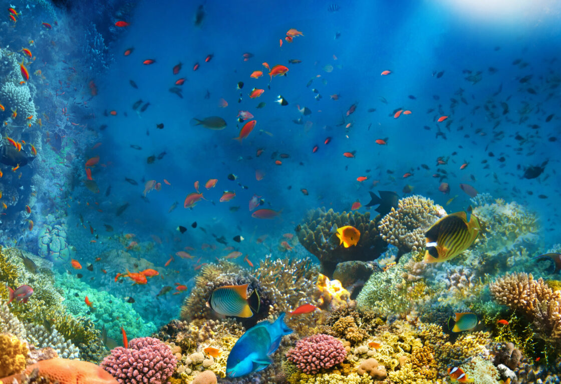 a colorful reef with blue, yellow and orange small fish with pink and yellow coral flowers