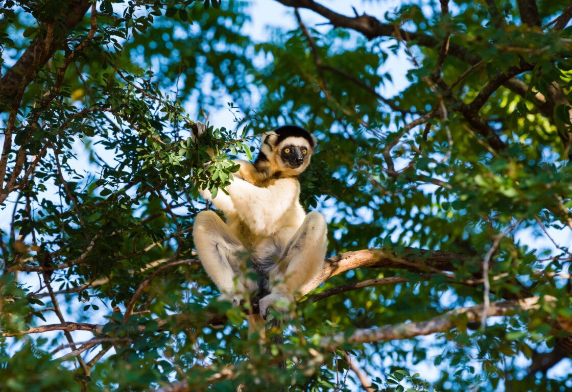 Berenty, Berenty Reserve. Verreaux's sifaka resting in a tree.