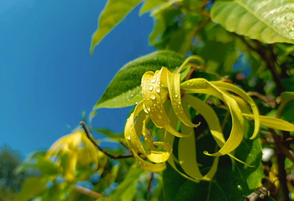 yellow Ylang-Ylang flower