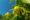 yellow Ylang-Ylang flower