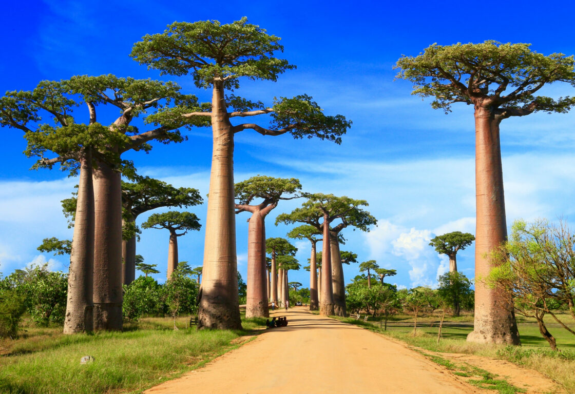 baobab street , madagascar africa