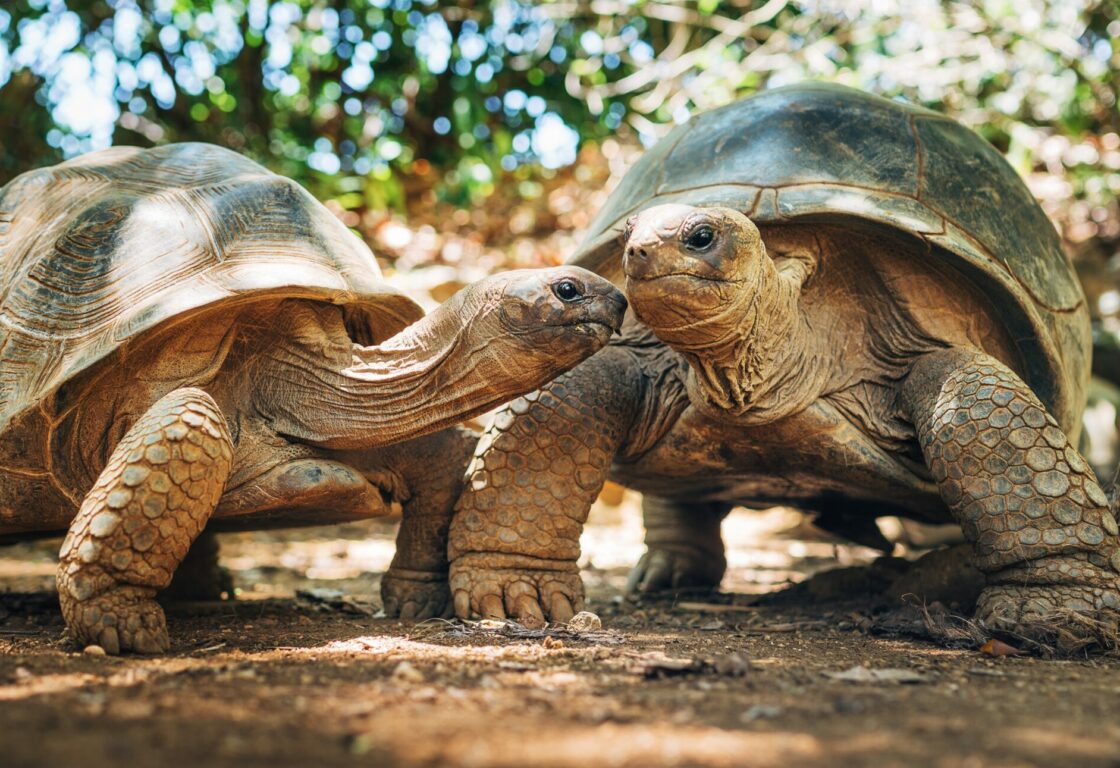 Couple of Aldabra giant tortoises endemic species - one of the largest tortoises in the world in zoo Nature park on Mauritius island. Huge reptiles portrait. Exotic animals, love and traveling concept