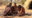four san bushmen in Namibia kalahari are making a fire with wood and sticks on the sandy ground