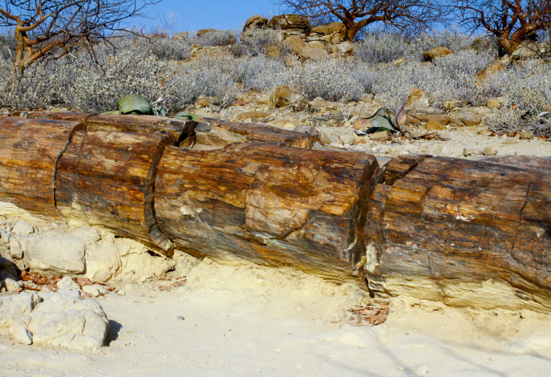 a 280 million years old tree trunks lying in the desert of Damaraland