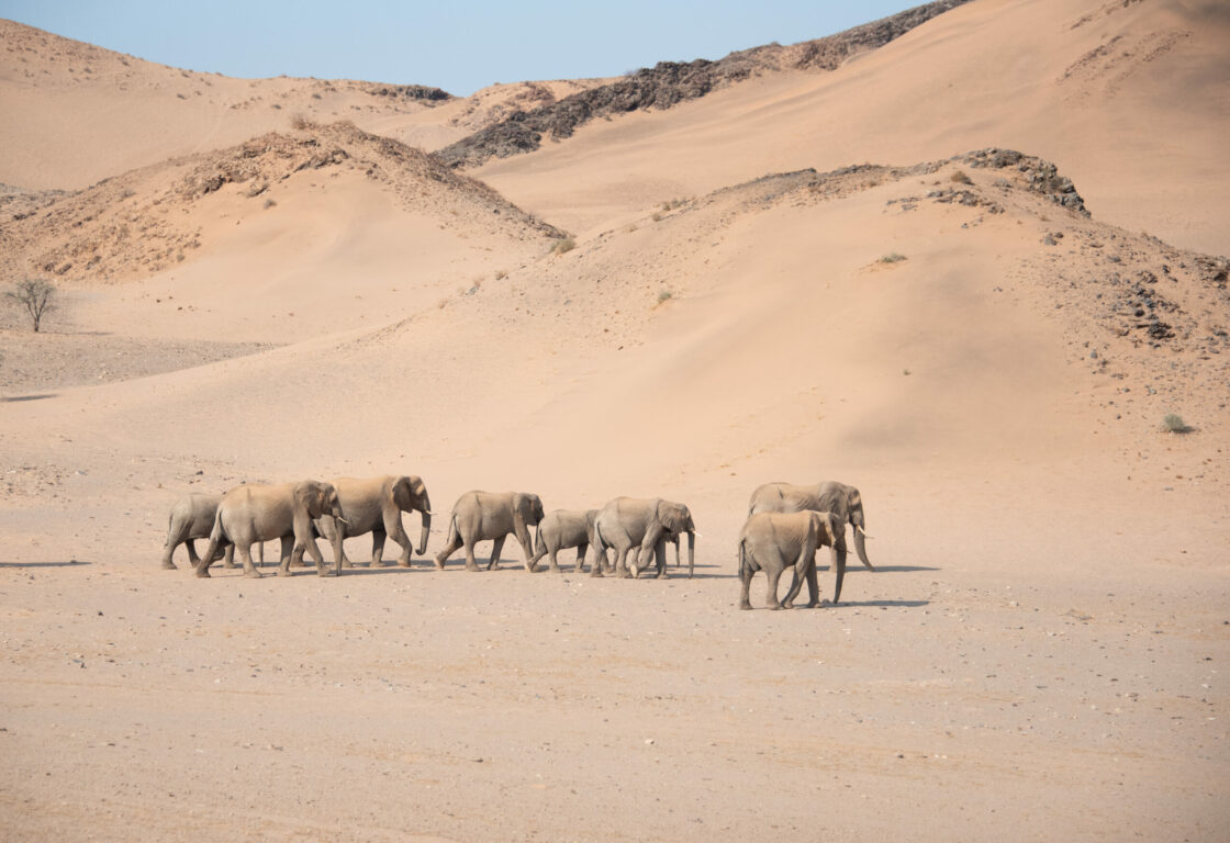 Aerial shot of a herd of around 15 desert adapted elephants trudging through sandy dunes.