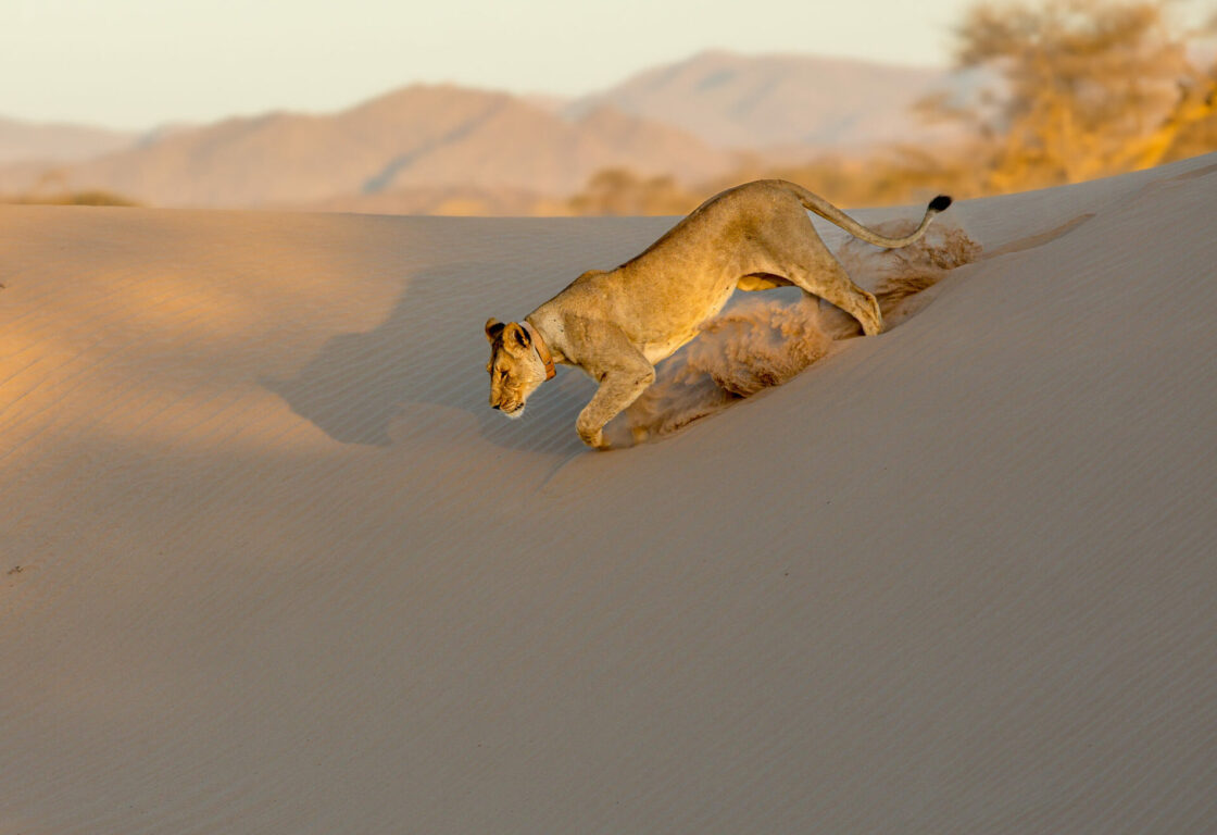 desert lion walking down the hill of a small sand dune