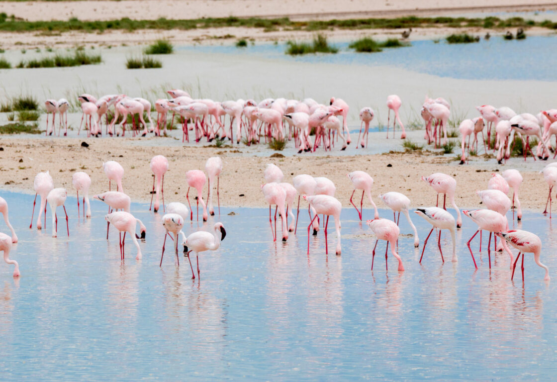 a large group of flamingo standing in a lake in etosha national park namibia