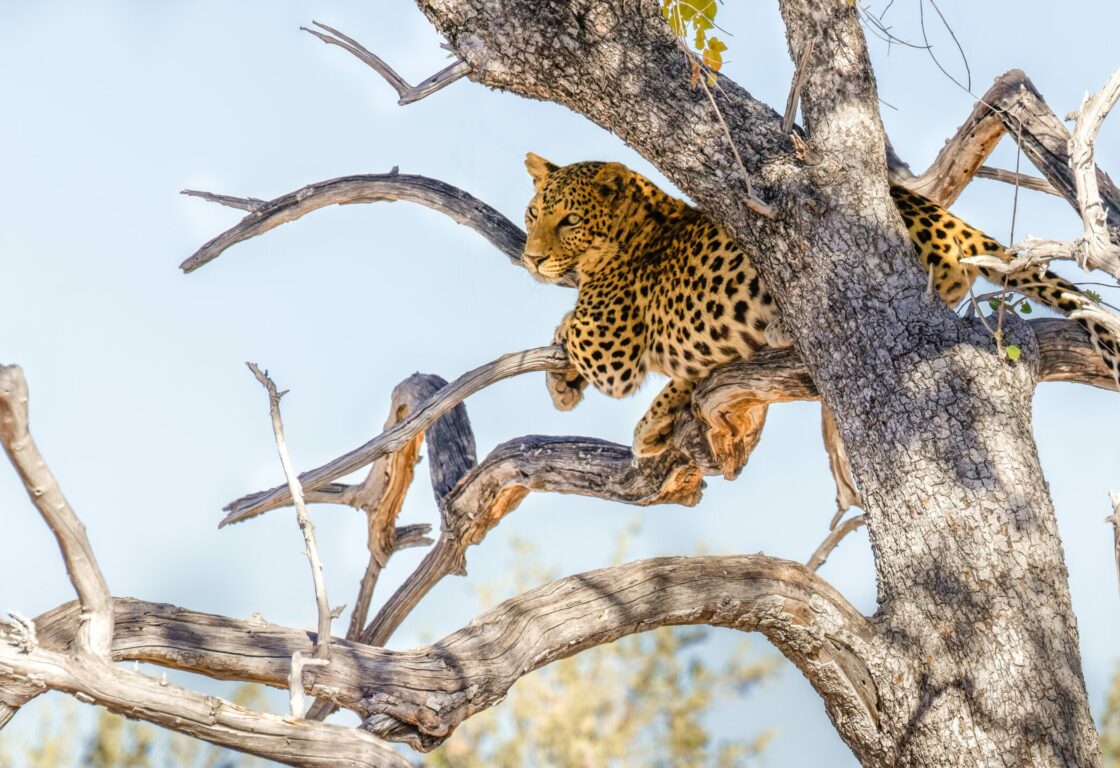 leopard perches in a large tree with no leaves, against a blue sky.