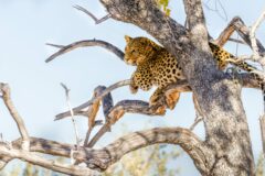 leopard perches in a large tree with no leaves, against a blue sky.