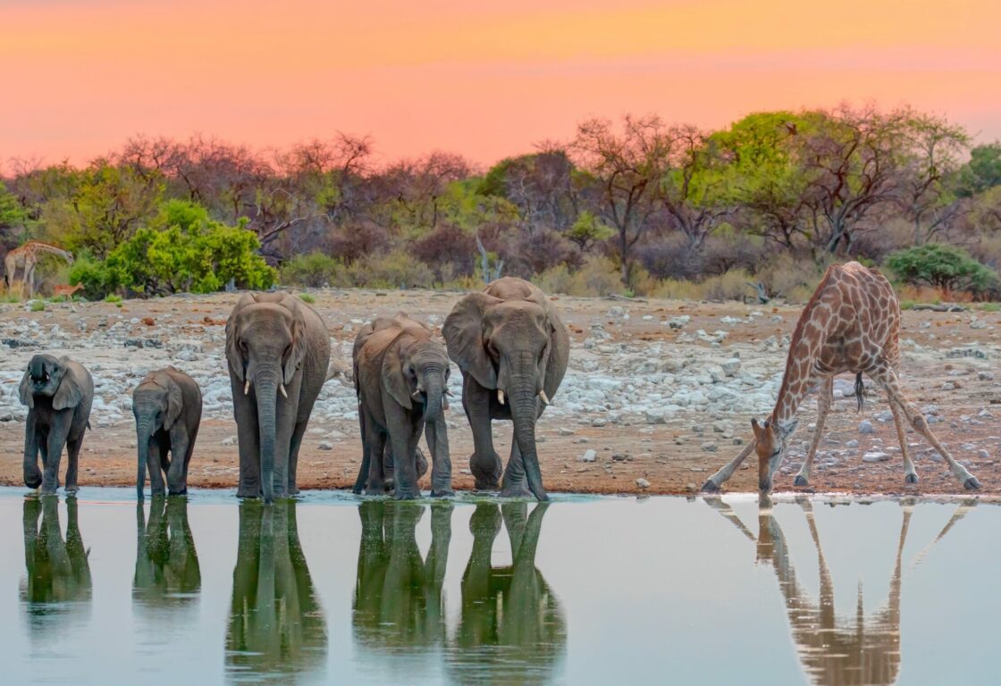 Giraffe drinking from a waterhole with elephants next to it - Group of African elephants running to the edge of a small lake to drink water - Etosha National Park, Namibia, Africa