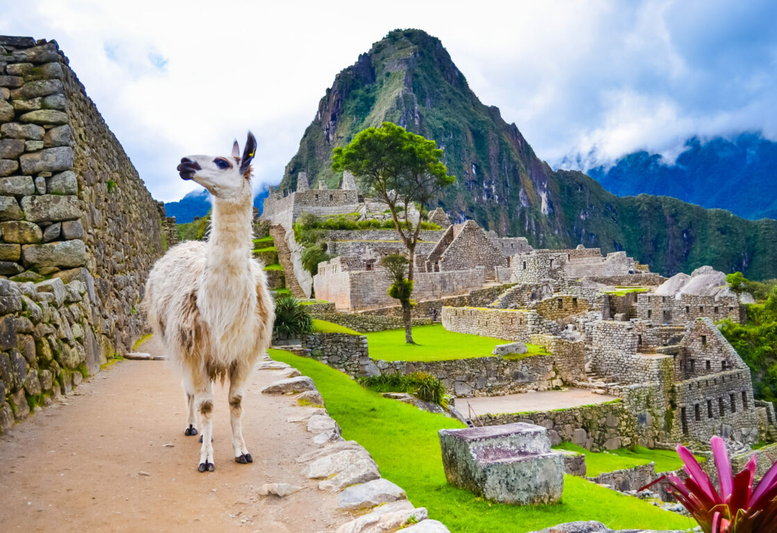 a white lama standing on the path with the historical inca ruins of Machu Picchu in the background