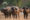 Cape buffalo (Syncerus caffer) standing in a field of dried grasses