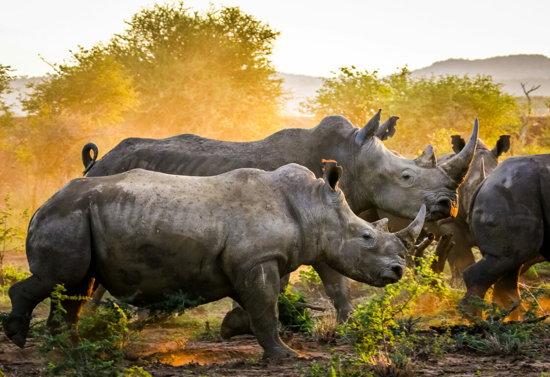 a herd of rhinos looking fierce. In the background bushes and red dirt while the setting sun is eclipsed by the rhinos