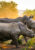 a herd of rhinos looking fierce. In the background bushes and red dirt while the setting sun is eclipsed by the rhinos