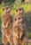 Meerkats in the wild recently emerged from burrow in the early morning, sunning themselves and bonding before foraging. Oudtshoorn, Western Cape, South Africa