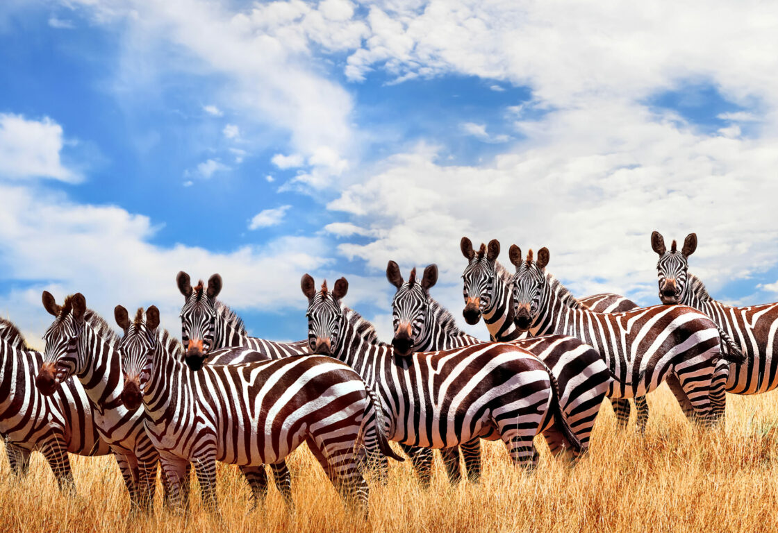 a row of zebras standing in a dry grass