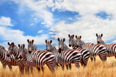 a row of zebras standing in a dry grass