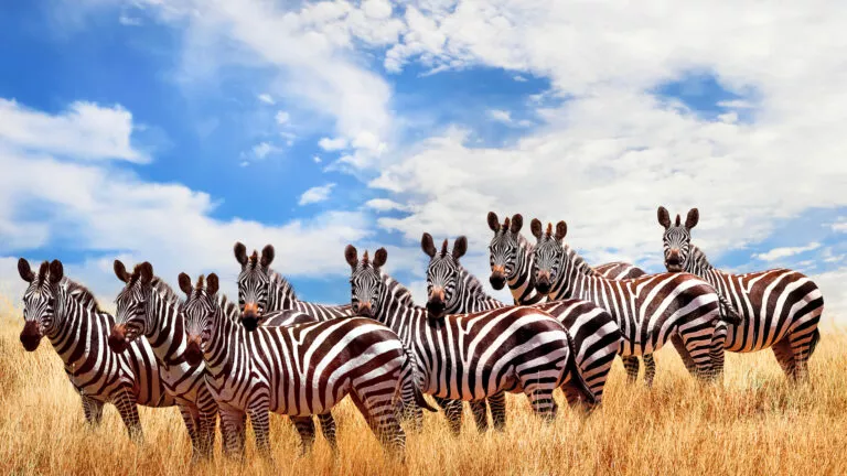 a row of zebras standing in a dry grass