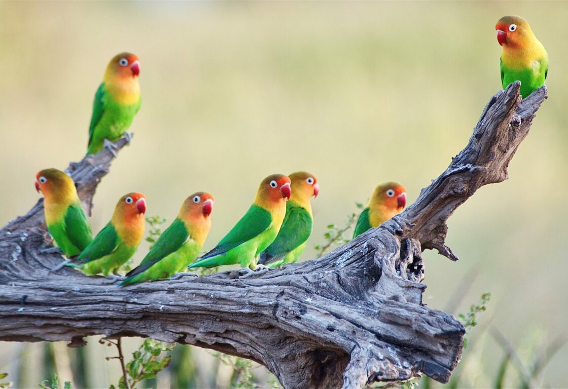 Africa Tanzania Ngorongoro Crater Conservation Area Flock of Lillian's Lovebirds on Branch