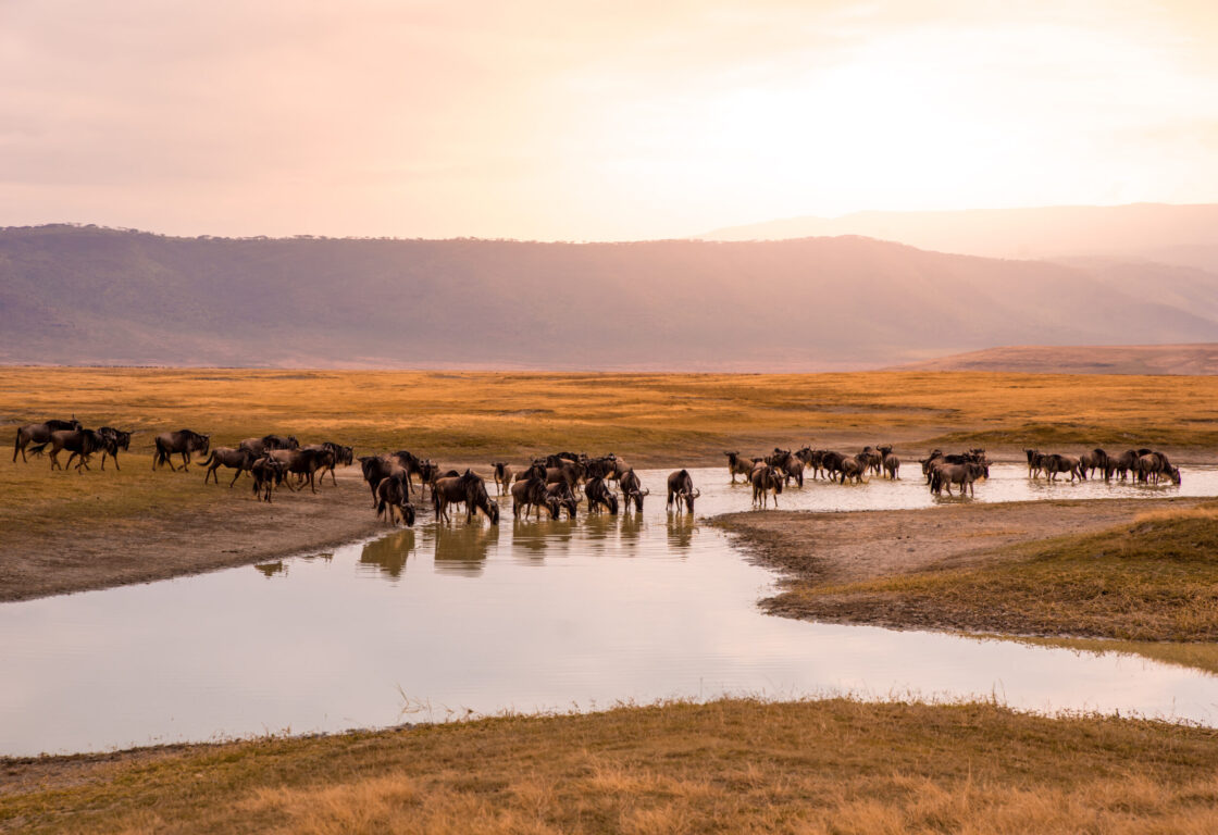 Herd of gnus and wildebeests in the Ngorongoro crater