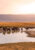 Herd of gnus and wildebeests in the Ngorongoro crater
