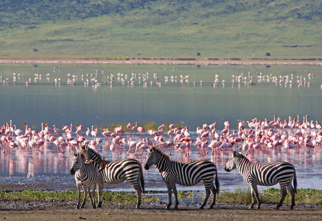 Zebras beside the lake in the Ngorongoro Crater, Tanzania, flamingos in the background