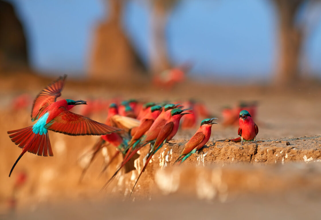 Colorful Southern Carmine bee-eater, Merops nubicoides, colony of red and blue winged african birds on the bank of Zambezi river.
