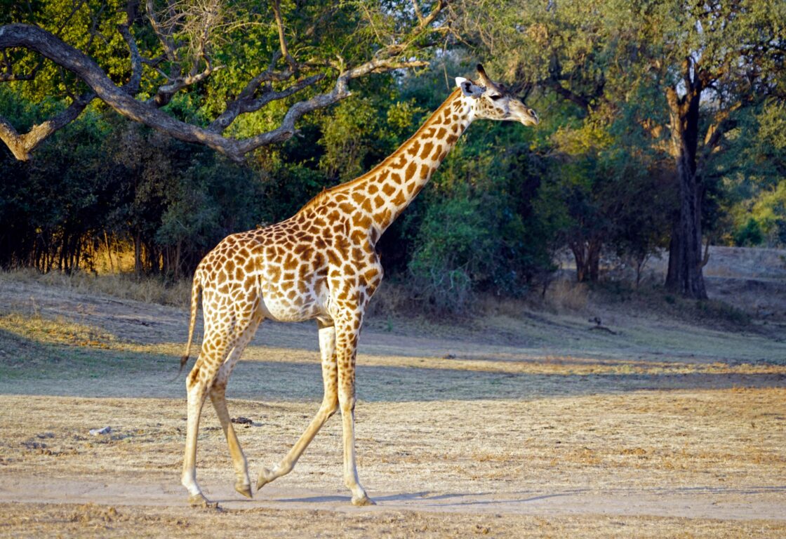 A giraffe walks through a dry dirt clearing. behind him and above his head are green leafy trees.
