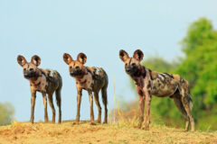 Scenic view of wild dogs (Lycaon Pictus) Painted Dogs standing on topof a sandbank surveying the area after a recent Kill, with a bright blue clear sky background.