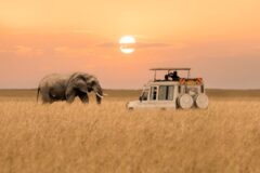 a view of a safari jeep on a game drive with one solo elephant oposite the jeep in the long dry grass under a sky with a setting sun