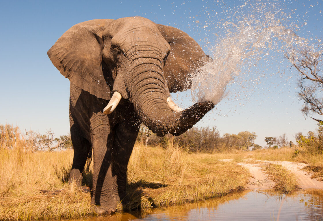 an elephant spraying water out of its trunk, next to a river