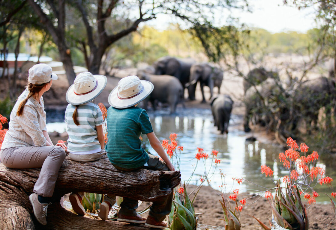 mum and children watch a heard of elephants at waterhole