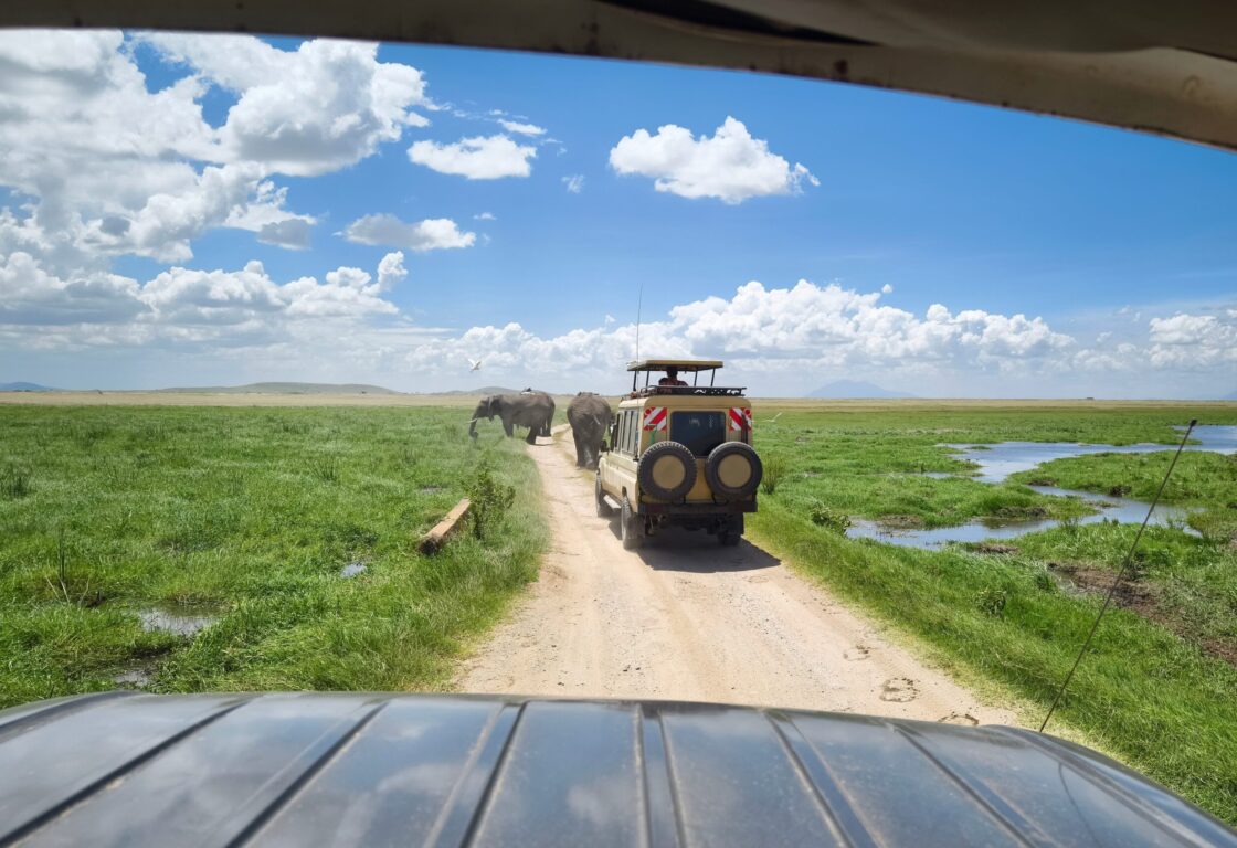 a couple of jeeps driving in a national park in Africa with elephants crossing the road