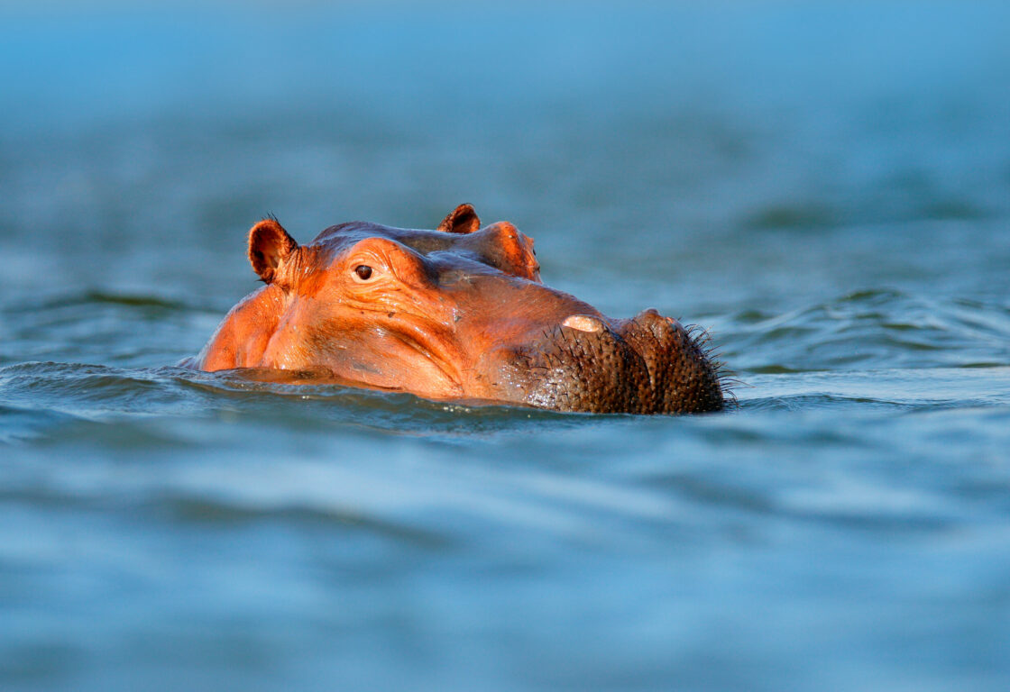 hippo