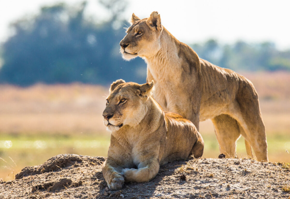 a lion male and female resting on a rock