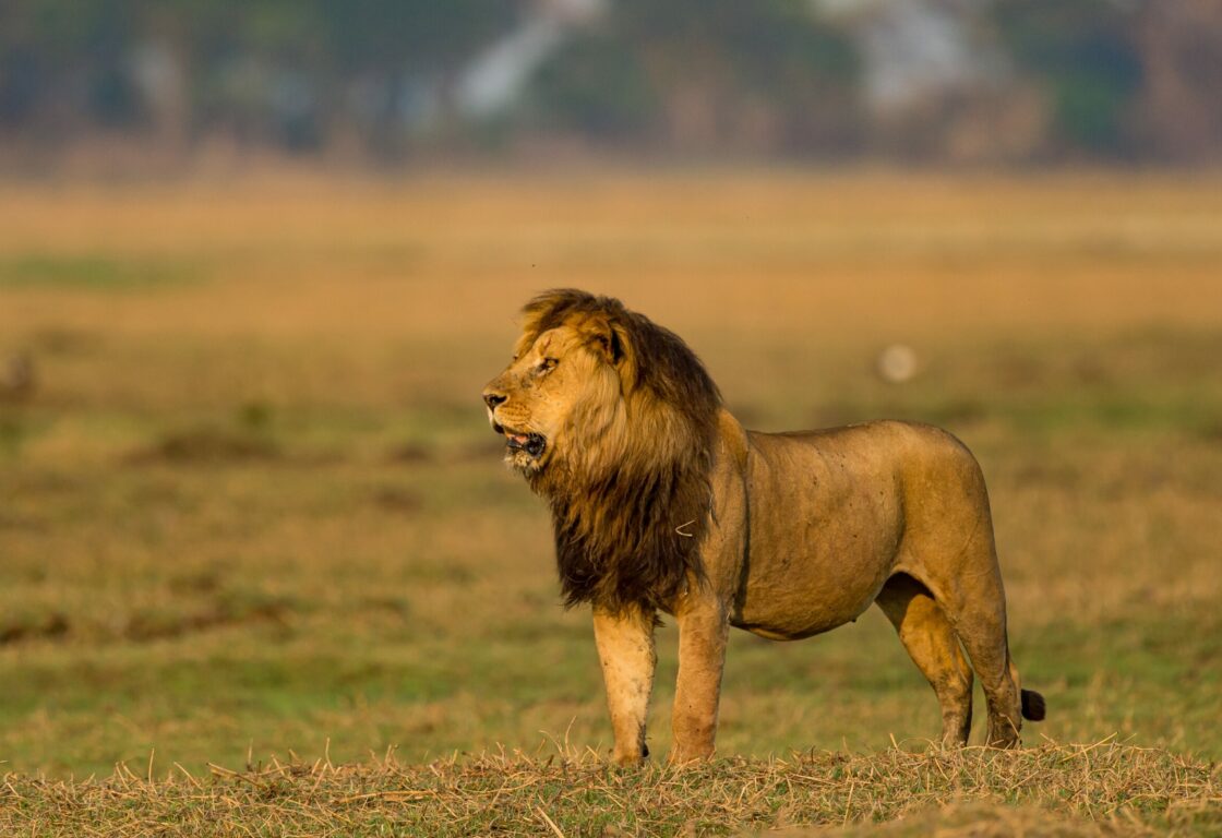 lion standing alone with mouth open in the plains of africa