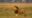 lion standing alone with mouth open in the plains of africa